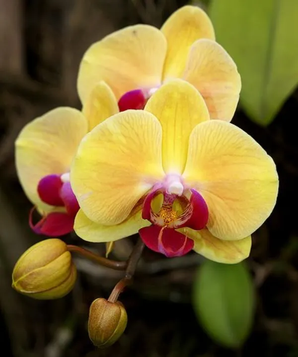 Phalaenopsis_seedlings_yellow_solid_pink_lip(3_15)